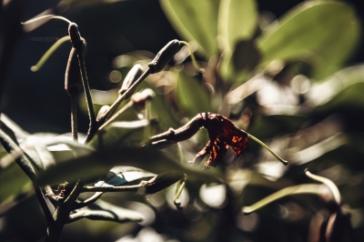 Pierwsze oznaki jesieni [FOTOSPACER] - 8