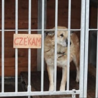 Schronisko w Dłużynie Górnej 