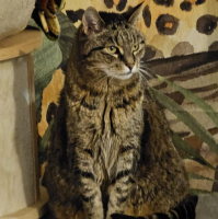 Omyczek